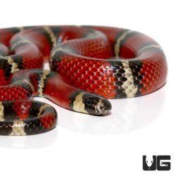 Adult Andean Milksnakes for sale - Underground Reptiles