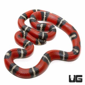 Adult Stuarts Milksnakes (Lampropeltis triangulum stuarti) For Sale ...