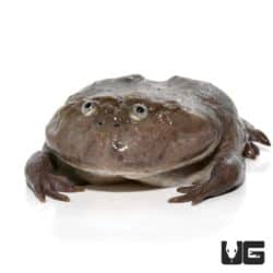 Adult Budgett’s Frog For Sale - Underground Reptiles