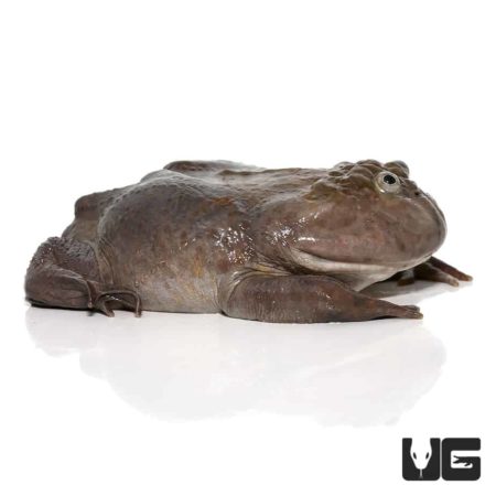 Adult Budgett’s Frog For Sale - Underground Reptiles