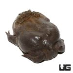 Adult Budgett’s Frog For Sale - Underground Reptiles