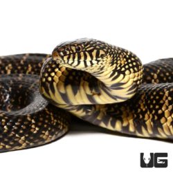 Adult Female Florida Kingsnake For Sale - Underground Reptiles