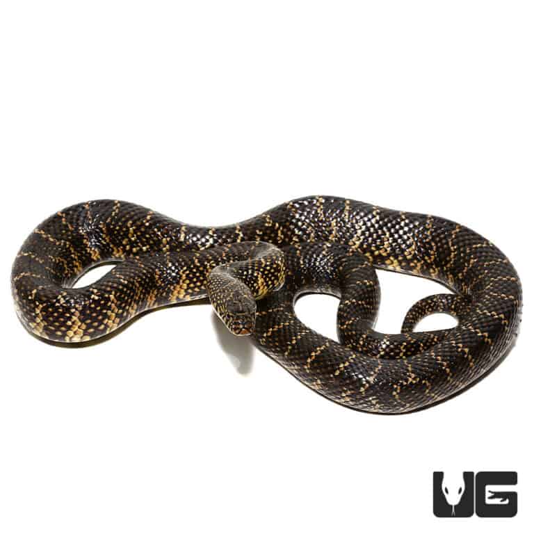 Adult male Florida Kingsnake For Sale - Underground Reptiles