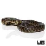 Adult Female Florida Kingsnake For Sale - Underground Reptiles