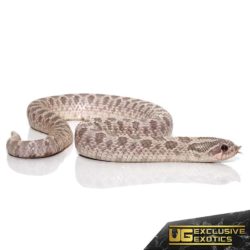 Adult Lavender Western Hognose Snake for sale - Underground Reptiles