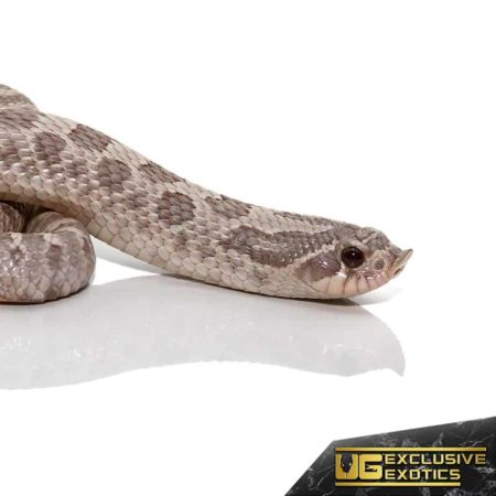 Adult Lavender Western Hognose Snake for sale - Underground Reptiles