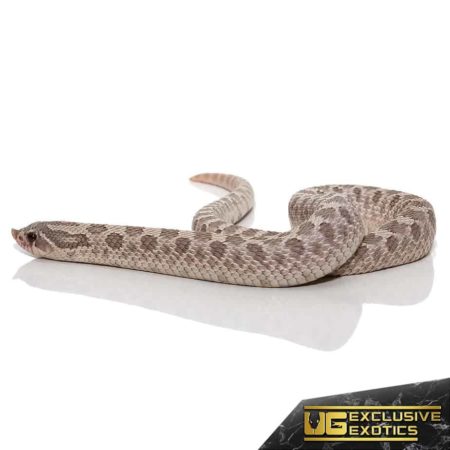 Adult Lavender Western Hognose Snake for sale - Underground Reptiles