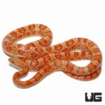 Adult Male Hypo Possible Het Scaleless Corn Snake For Sale - Underground Reptiles