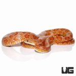 Adult Male Hypo Possible Het Scaleless Corn Snake For Sale - Underground Reptiles