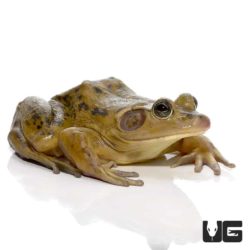 Adult Pig Frogs For Sale - Underground Reptiles