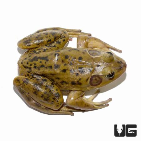 Adult Pig Frogs For Sale - Underground Reptiles