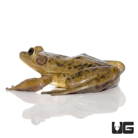 Adult Pig Frogs For Sale - Underground Reptiles