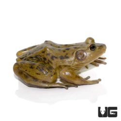 Adult Pig Frogs For Sale - Underground Reptiles
