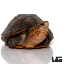 Red Cheeked Mud Turtles For Sale - Underground Reptiles