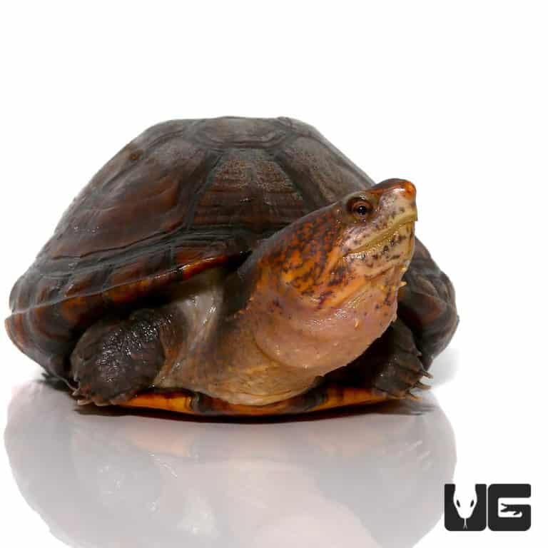 Red Cheeked Mud Turtles For Sale - Underground Reptiles