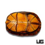 Red Cheeked Mud Turtles For Sale - Underground Reptiles