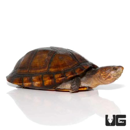 Red Cheeked Mud Turtles For Sale - Underground Reptiles