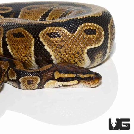 Adult Striped Ball Python For Sale - Underground Reptiles