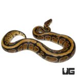 Adult Striped Ball Python For Sale - Underground Reptiles