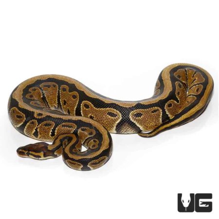 Adult Striped Ball Python For Sale - Underground Reptiles