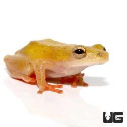 Reed Frogs For Sale - Underground Reptiles