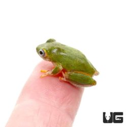 Reed Frogs For Sale - Underground Reptiles