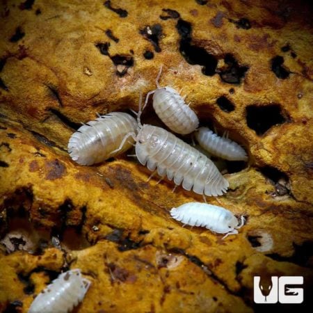Armadillidium Nasatum Pearl Isopods for sale - Underground Reptiles