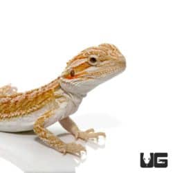 Baby Hypo Citrus Bearded Dragos For Sale - Underground Reptiles