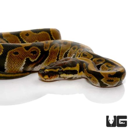 Baby Ball Python Het Candy Albino For Sale - Underground Reptile
