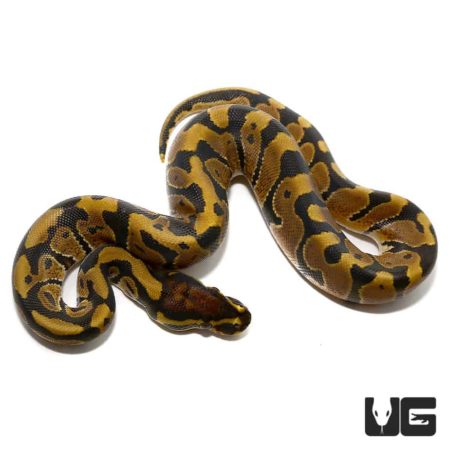 Baby Ball Python Het Candy Albino For Sale - Underground Reptile