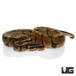 Baby Ball Python Het Candy Albino For Sale - Underground Reptile