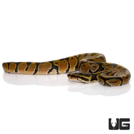 Albino Ball Python with Het Candy pattern, juvenile snake from Underground Reptiles.