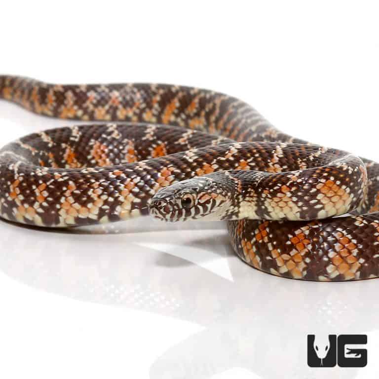 Baby Brooks Kingsnake for sale Underground Reptiles