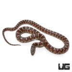 Baby Brooks Kingsnake for sale - Underground Reptiles