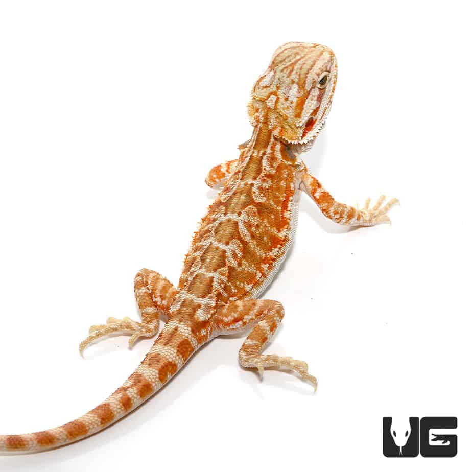 Baby Hypo Inferno Leatherback Bearded Dragons (Pogona Vitticeps) For ...