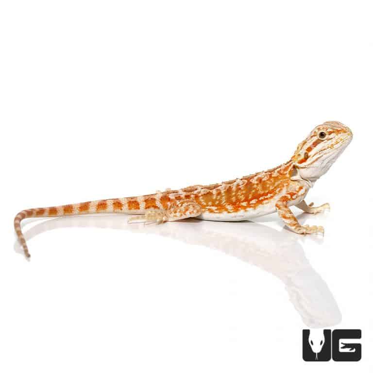 Baby Hypo Inferno Leatherback Bearded Dragons (Pogona Vitticeps) For ...