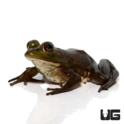 Baby Pig Frogs For Sale - Underground Reptiles