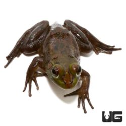 Baby Pig Frogs For Sale - Underground Reptiles