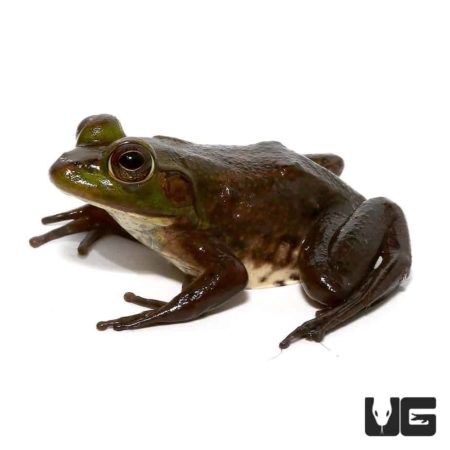 Baby Pig Frogs For Sale - Underground Reptiles