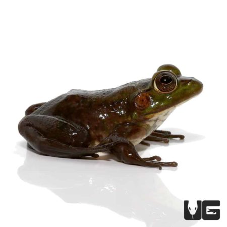 Baby Pig Frogs For Sale - Underground Reptiles