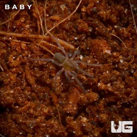 Baby red and black spider crawling on soil surface.
