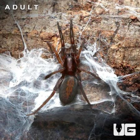 Baby Red and Black Prowling Spider in its web on natural background.