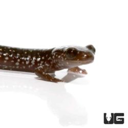 Baby Slimy Salamanders For Sale - Underground Reptiles