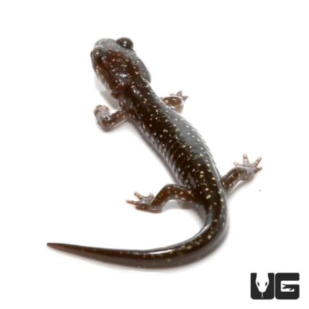 Baby Slimy Salamanders For Sale - Underground Reptiles