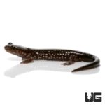 Baby Slimy Salamanders For Sale - Underground Reptiles