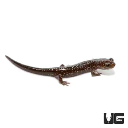 Baby Slimy Salamanders For Sale - Underground Reptiles