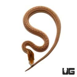 Baby Suriname Mock Viper For Sale - Underground Reptiles