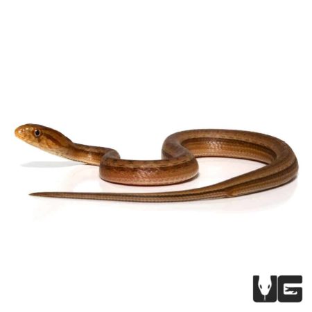 Baby Suriname Mock Viper For Sale - Underground Reptiles