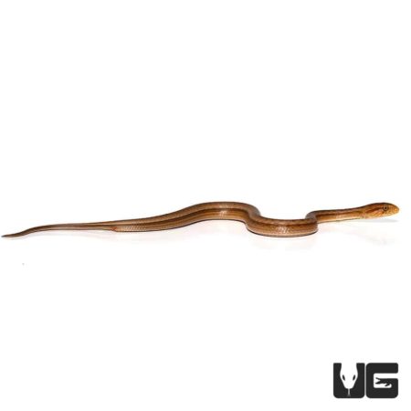 Baby Suriname Mock Viper For Sale - Underground Reptiles