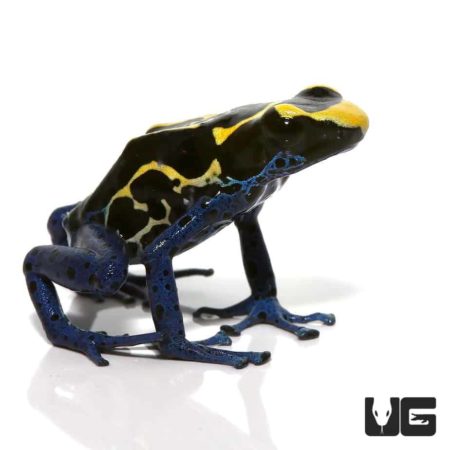 Bakhuis Dart Frogs For Sale - Underground Reptiles